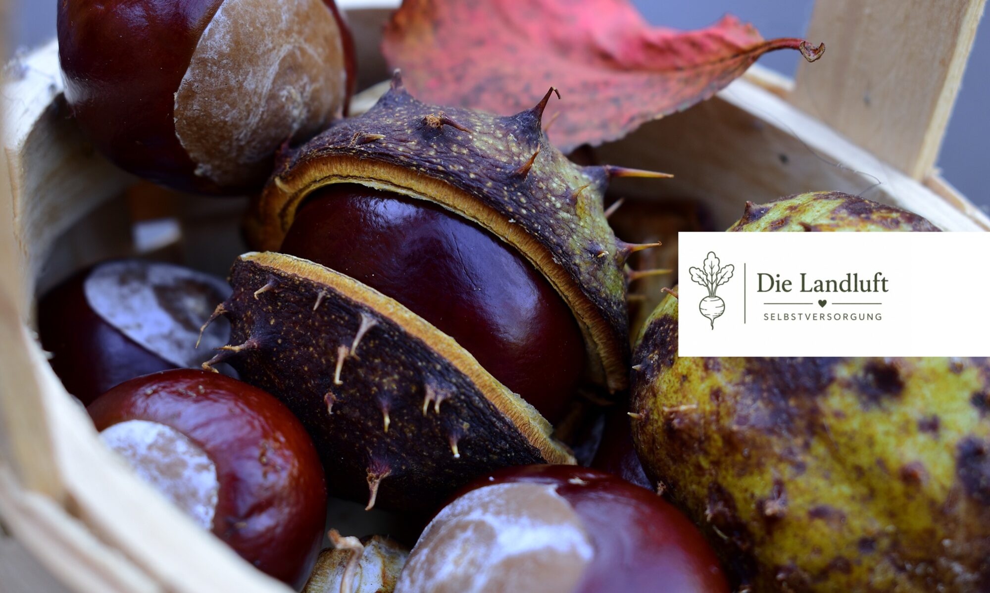 gartenbuch selbstversorgung herbst